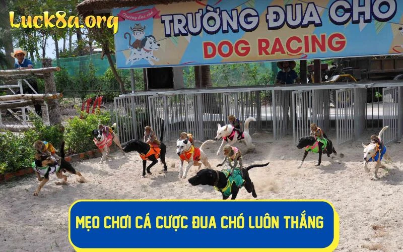 Những mẹo chơi cá cược đua chó luôn thắng cho bet thủ